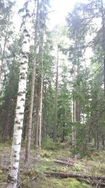 kuusikkoa Kuva 5.
