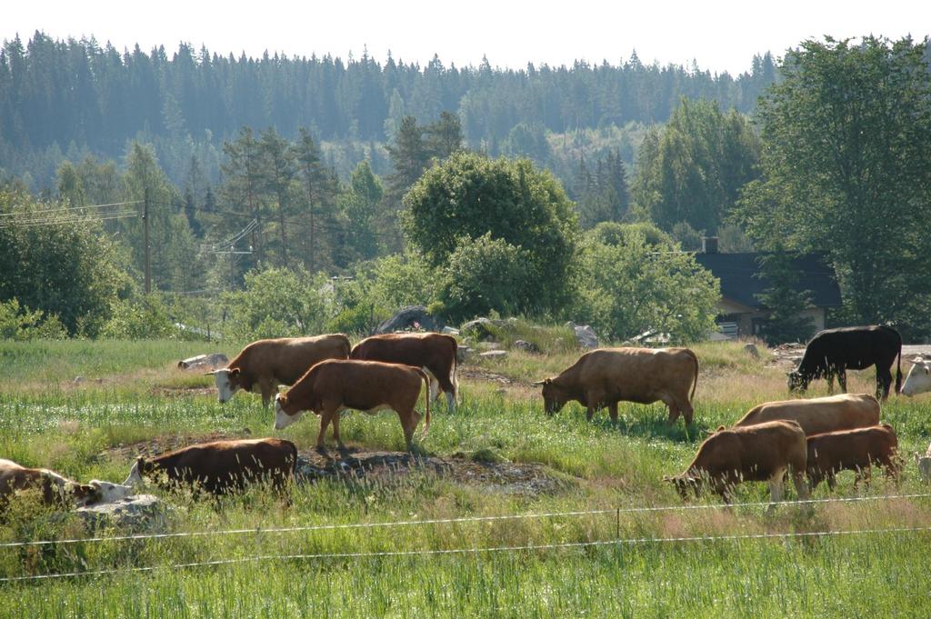 Tautiluokitus Valvottavat: vain rajoittavat määräykset, taudin hävittäminen toimijan vastuulla esim.