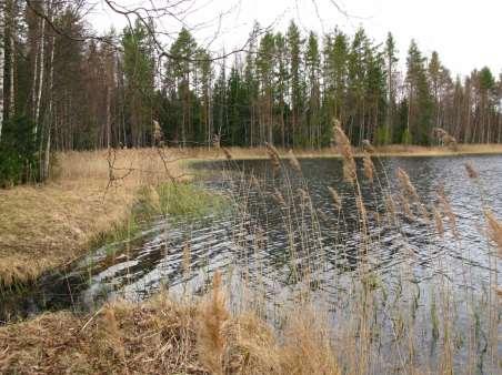 pohjukoissa. Likolahdella viitasammakoiden kutualueet sijaitsevat pienissä lahden pohjukoissa.