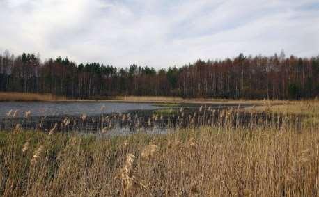 Mustalahti on suojaisa lahtialue, missä on myös runsaasti viitasammakon kutualueeksi soveltuvaa