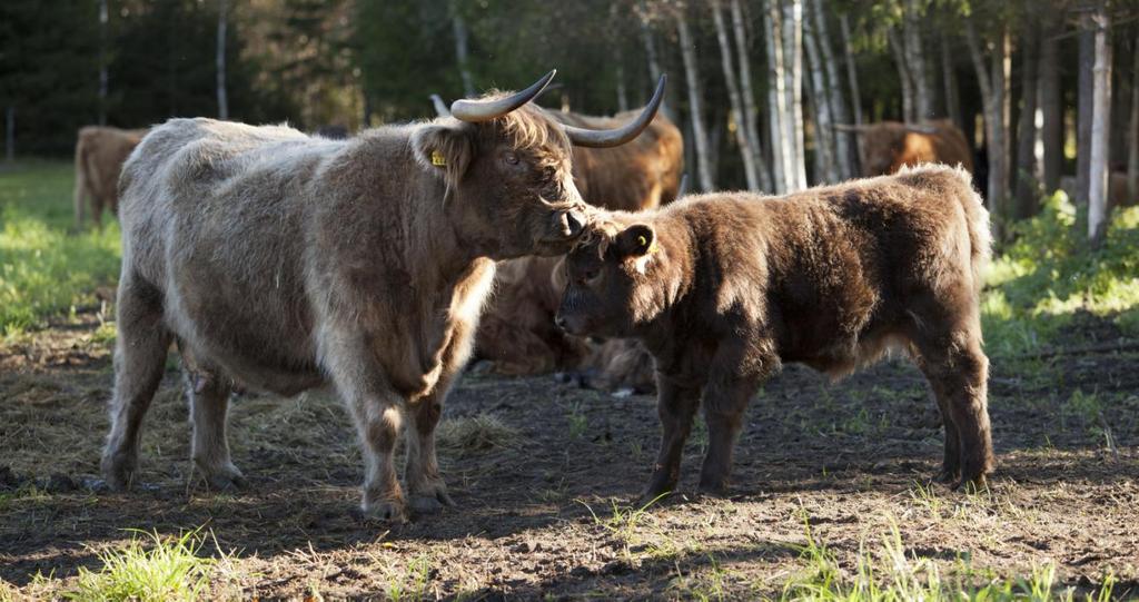 Palkkalaskelma Kirjauduttuasi verkkopankkiin palkkalaskelma löytyy kohdasta verkkopalkka. Verkkopalkkaoperaattori on CGI.