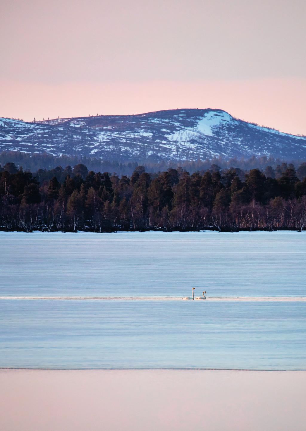 KEVÄT 2017 INERGISET POHJOISINTA ASIAA ENERGIASTA 2 Inergian vuosi 2016 3