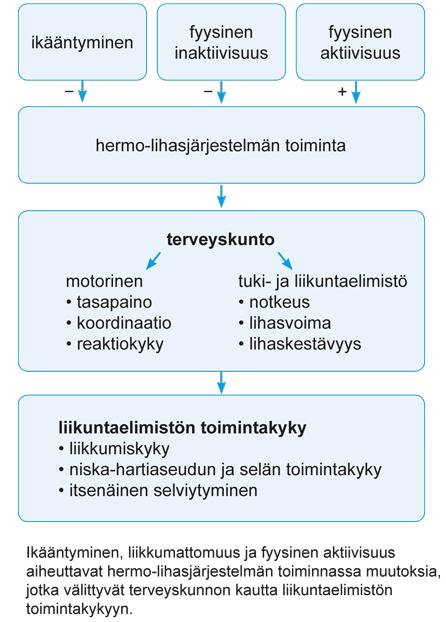 16 4 IKÄÄNTYNEIDEN FYYSINEN TOIMINTAKYKY Toimintakykyä voidaan tarkastella monista eri näkökulmista ja lähtökohdista, käsitteenä se on varsin moniulotteinen eikä sille löydy yhtä ainoaa määritelmää.