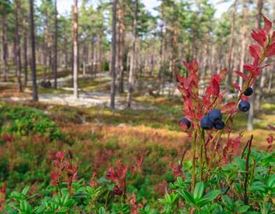 muodostavat suojakseen antosyaaneja.