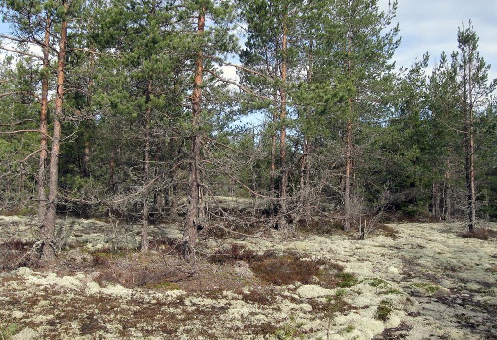 12 Metson ruokailupuita Pornaisten Rientolan vanhan metsän alueella 28.4.2012. Juha Honkala. 5.