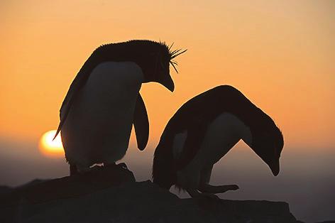Kahden vuoren välinen matala kannas, Neck, on suurelta osin pingviinien valtaama.