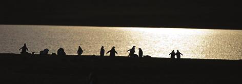 Määrä ei ole valtava Etelä-Georgian pingviiniyhdyskuntiin verrattuna, mutta kuvaamista ajatellen Volunteer Pointin pingviiniyhdyskunta on optimaalinen.