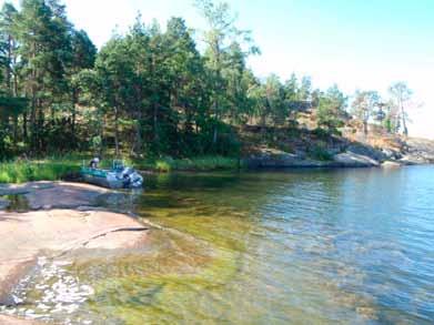 Liite 5. (12/60) Vesikasvillisuusraportti Skogsbyn sahan kasvilinja 11a on sijoitettu vanhan sahan eteläpuolelle hiekkapohjaiselle ranta-alueelle.