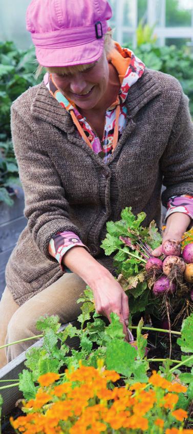 Kuva: Teija Tuisku Punajuurikas (Beta vulgaris subsp. vulgaris var. conditiva) Punajuurikas on nopeakasvuinen ja helppohoitoinen vihannes, joka tuottaa ilmastossamme huippulaadukkaan sadon.