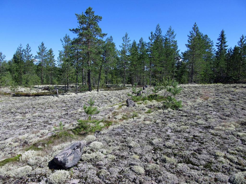 6 2. Karhunnevankangas Mjrekisteri: Laji: Tyyppi: Tyypin tarkenne: Ajoitus yleinen: Ajoitustarkenne: Lukumäärä: Rauhoitusluokkaehdotus: Paikkatiedot: Karttalehti Kunta: Koordinaatit: uusi kohde muu