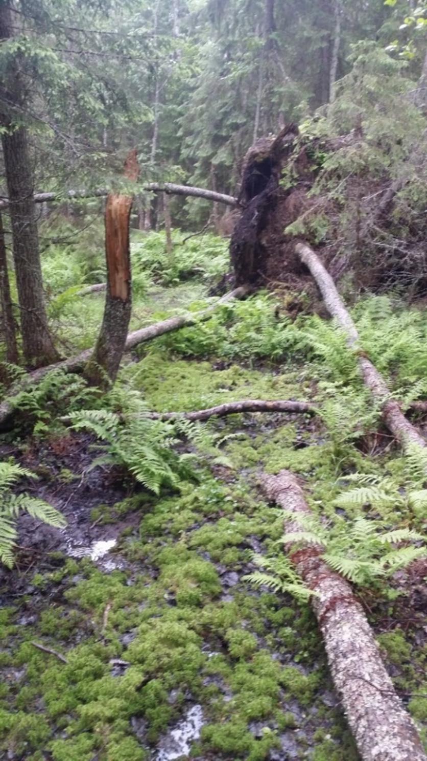 LAHOPUU ON MONIMUOTOISUUDELLE TÄRKEIN METSÄN RAKENNEPIIRRE Lehti- ja maalahopuut säästetään Kuolleita puita jätetään Uudistushakkuissa jätetään eläviä säästöpuuryhmiä Tekopökkelö on tehokas menetelmä