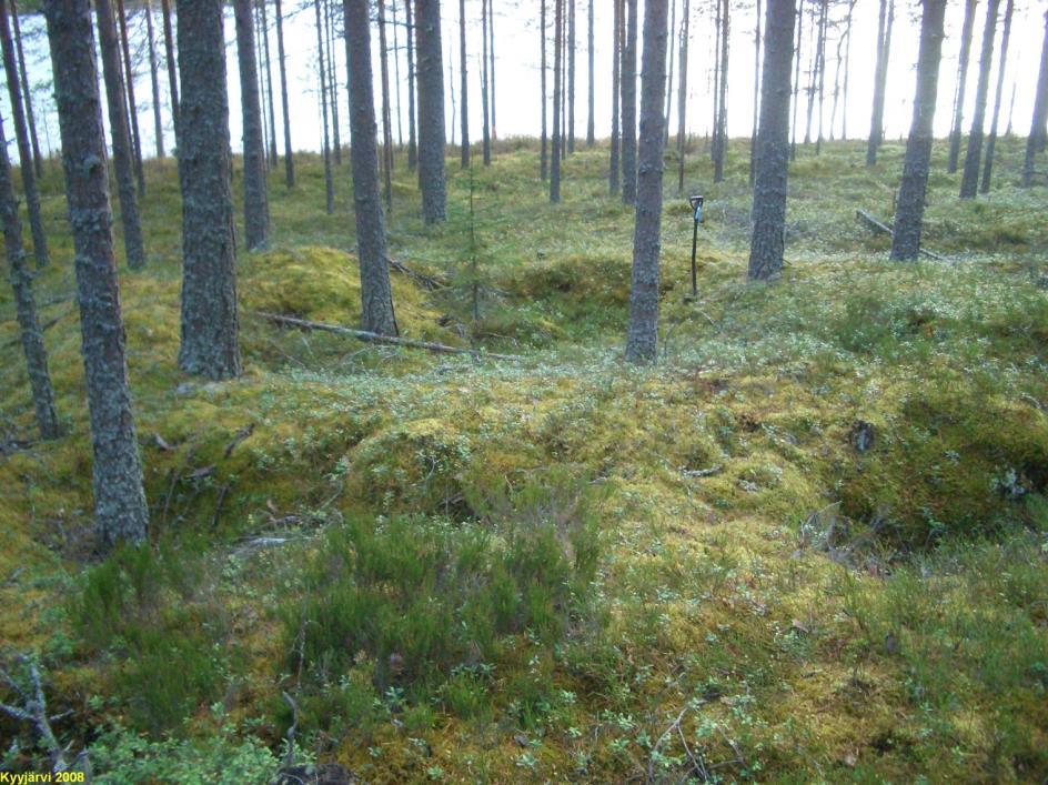 KYYJÄRVI 29 OIKARI JÄRVEKKEEN NIEMI Rauh.