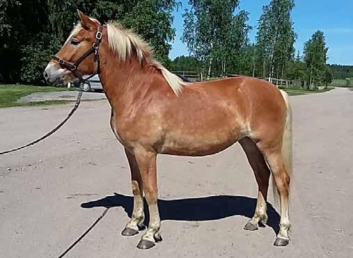 t. Villimuusa syntynyt: 26.5.2014 väri: punarautias kasvattaja: Kari-Markku Karjalainen, Orimattila 9 1. emä Linn 27,3ly 2008 t. Turtsin Tähti 28,9ake 6 500 i. Turo 2009 t. Leila Lii kl45,8ke i.