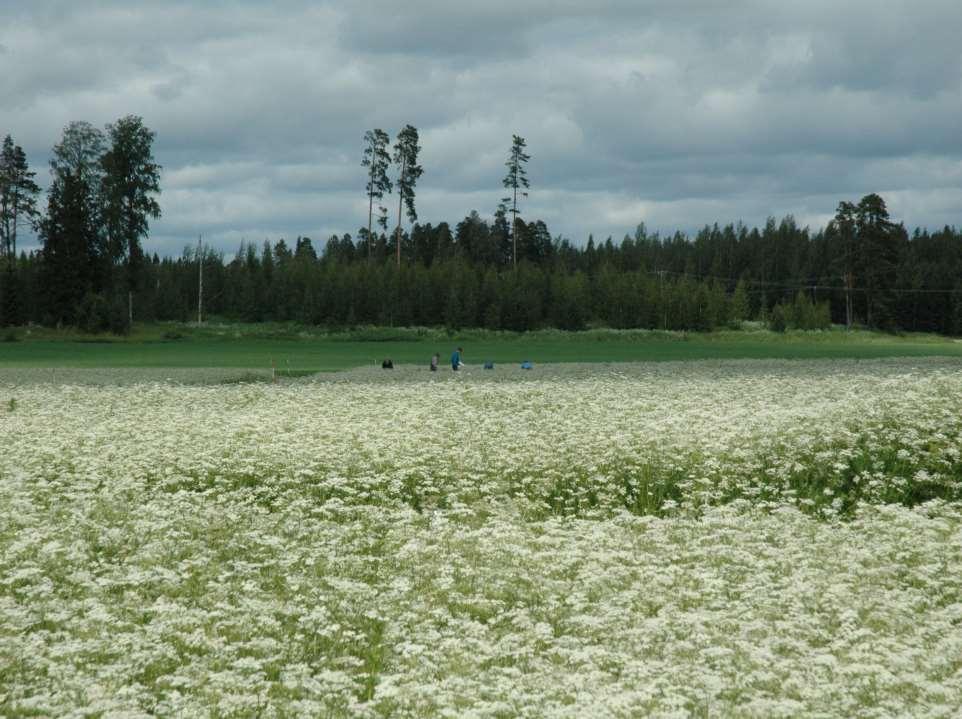 KIITOS!