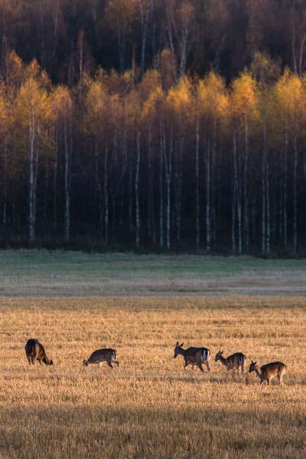 Tutkitaan mahdollisuuksia ja tarvetta perustaa Vihtijärvelle yritys- ja etätyökeskus, jossa työtiloja, tietoliikenneyhteydet ja yhteistä välineistöä.