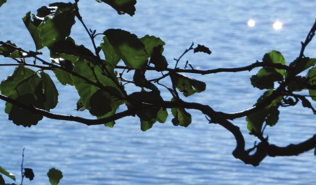 2/2017 kortteeriuutiset Oulun seudun omaishoitajat ja läheiset ry:n jäsentiedote Tapahtumia ajalle heinäkuu 2017 -