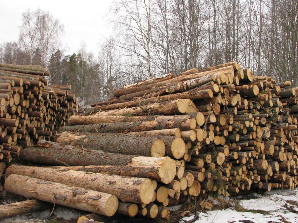 Kirjanpainajan tappamien puiden hakkuu talvella tehdystä "torjuntahakkuusta" ei ole kirjanpainajan tuhojen ehkäisyn
