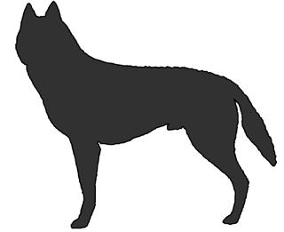 Liite 8.3 Siperianhusky rotumääritelmä FCI:n ryhmä 5 Pystykorvat ja alkukantaiset tyypit (alaryhmä 1) SIPERIANHUSKY rotumääritelmä nr. 270 Alkuperämaa: Yhdysvallat (Hyväksytty: FCI 2.2.1995, käännös SKL-FKK 23.