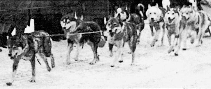 Leonhard Seppalan voittamaton vuoden 1929 siperialaisvaljakko Quebecin Dog Derbyssä.