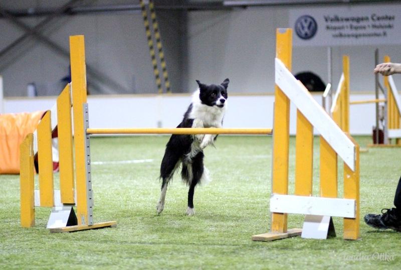 Ulkonäköominaisuudet Värit bordercollien värejä voidaan geenitestata Bordercollien rotumääritelmä on värigenetiikan suhteen mielenkiintoinen, sillä rodulla sallitaan lähes kaikki väritykset.