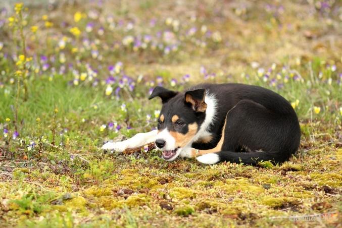 Monet tricolorväriset bordercolliet ovat saaneet meiltä ja muilta testauslaboratorioilta tuloksen aw. Onkin todennäköistä, että bordercollieilla esiintyy toista, vielä tuntematonta at-mutaatiota.