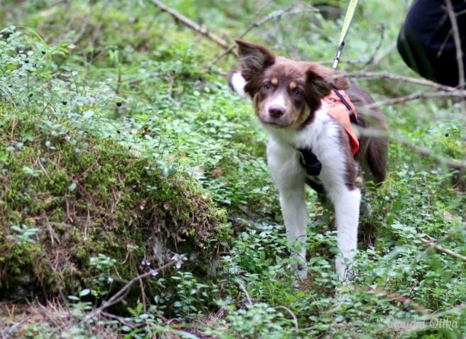 Ruskeaa väriä aiheuttava b-alleeli on resessiivinen eli koira tarvitsee kaksi kopiota b-alleelista (genotyyppi b/b) ollakseen väriltään ruskea/punainen.