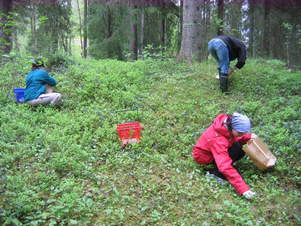 Ruoan kerääminen villistä luonnosta innostaa niin suomalaisia kuin