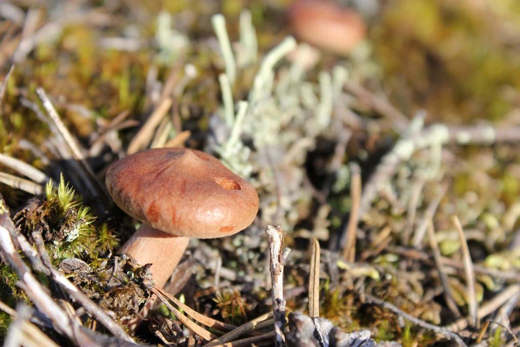 Luonto tuottaa meille ravintoa monessa muodossa.