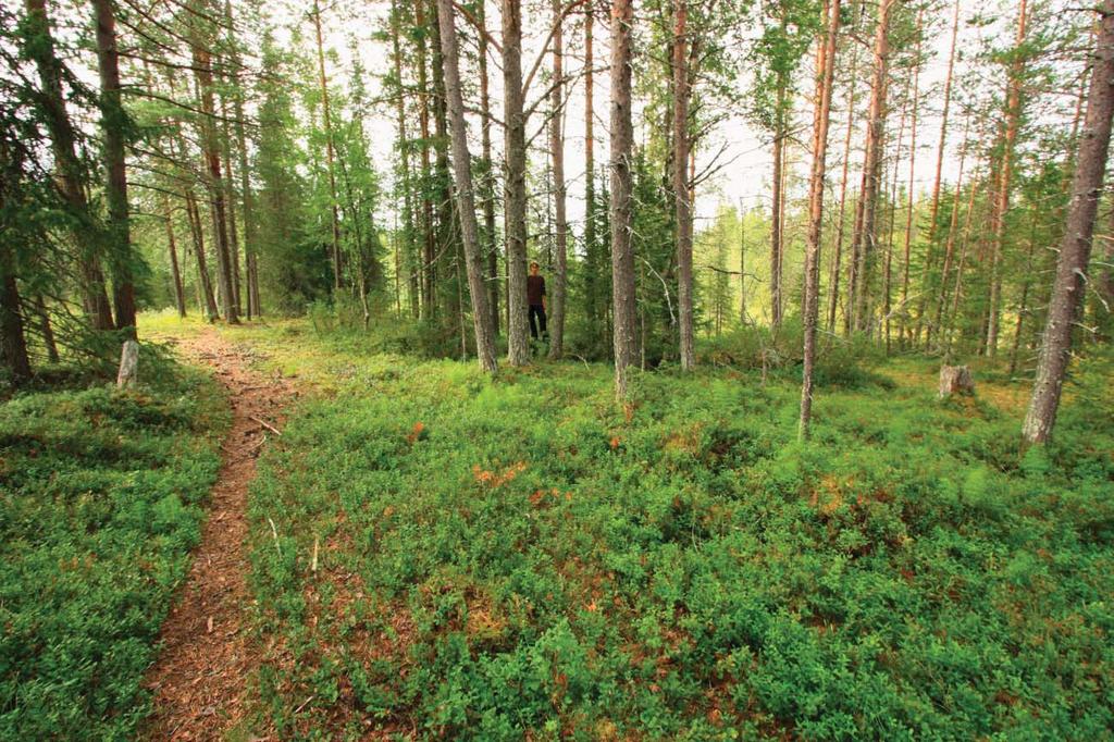 Kuva Piritta Häkälä Kuva DG2190:2 Hirvasjänkkä.