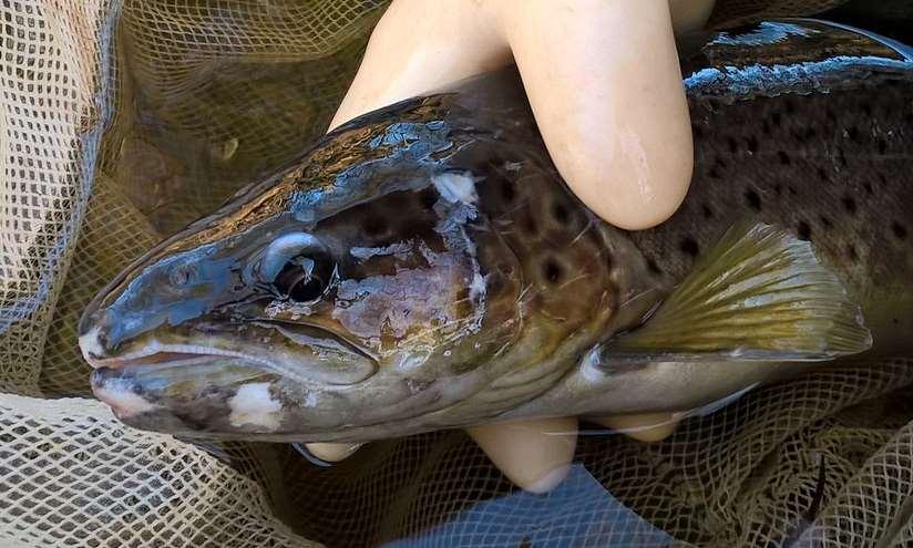 2.3 Vedenlaatu Joen vedenlaatuun voimakkaimmin vaikuttava tekijä on pelto- ja metsäalueilta tuleva ravinne- ja kiintoainekuormitus.