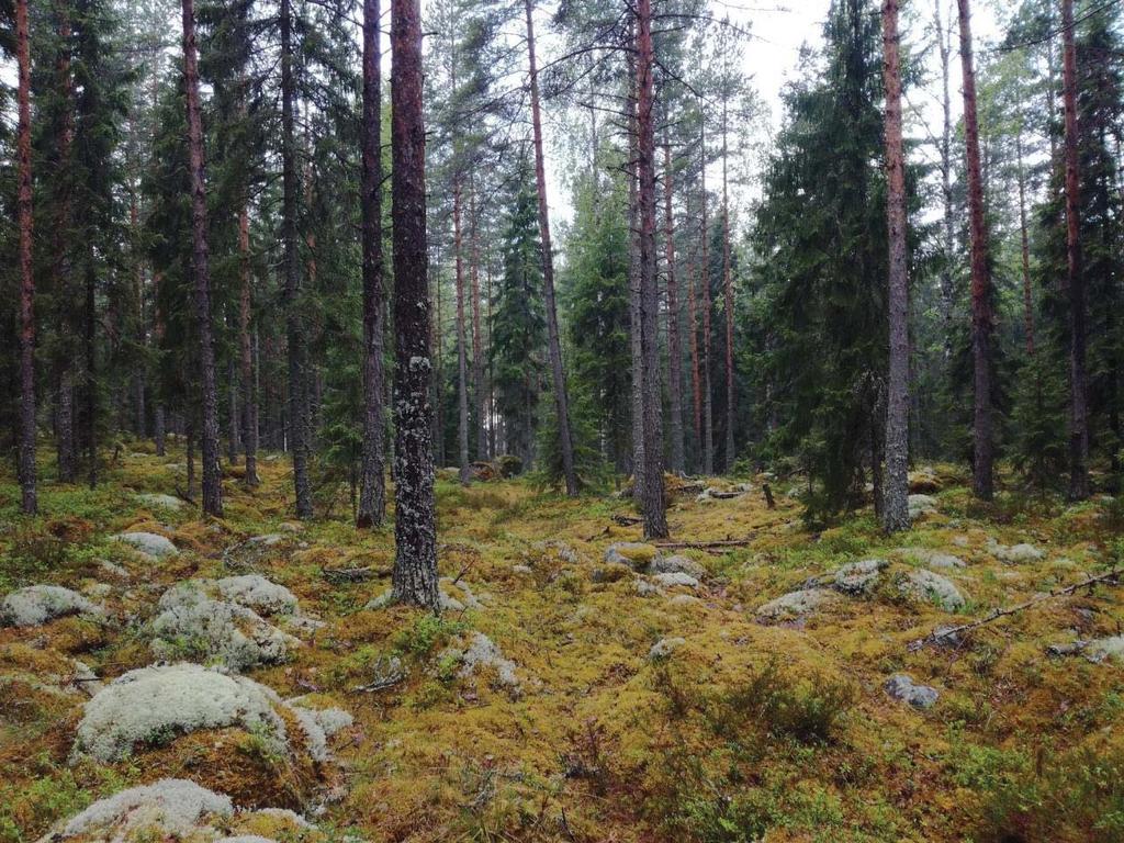 nipuolinen ja edustava, mm. pyy, käki, varpuspöllö, korppi ja palokärki löytyivät.