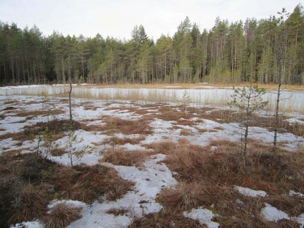 Reimalamminsuon metsäalue, 155 ha, 211082 Reimalamminsuo on hakkuuaukkojen, taimikoiden ja varttuvan metsän kokonaisuus. Se rajautuu itäosastaan Kurkisuohon.