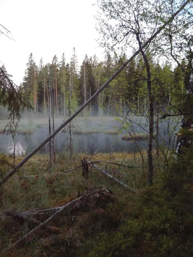 Nykiö, 127 ha, 21103 Nykiö on isohko metsäsaareke peltojen keskellä Hyvinkään kaakkoisosassa.