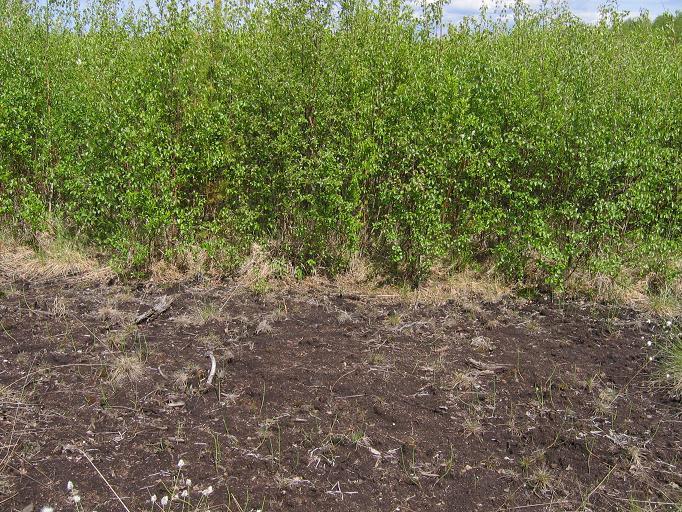 9. Yhteenveto Tuhkalannoitus parantaa metsikön ravinnetilaa pitkäaikaisesti Tuhkalannoitus ei ole lisännyt merkittävästi tai pitkäaikaisesti raskasmetallien kertymistä kasveihin, sieniin, marjoihin
