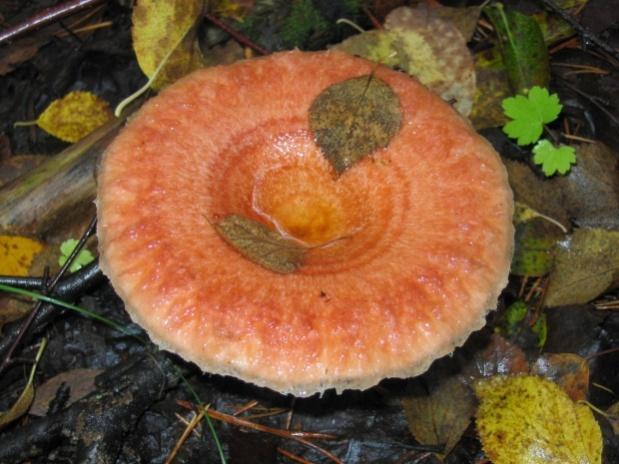 Marjat ja sienet Haitallisten raskasmetallien pitoisuudet ovat pysyneet alhaisella tasolla tuhkalannoituksesta