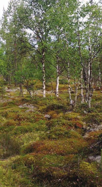 Hannu Pajunen Kuva 9. Turvekangasta Haapalansuolla. Fig. 9. Drained peatland forest in Haapalansuo.