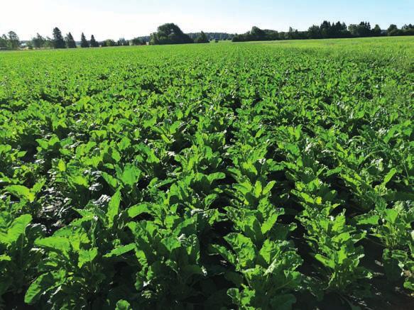 Jaettu Conviso One -käsittely 2 *0,5 l/ ha +