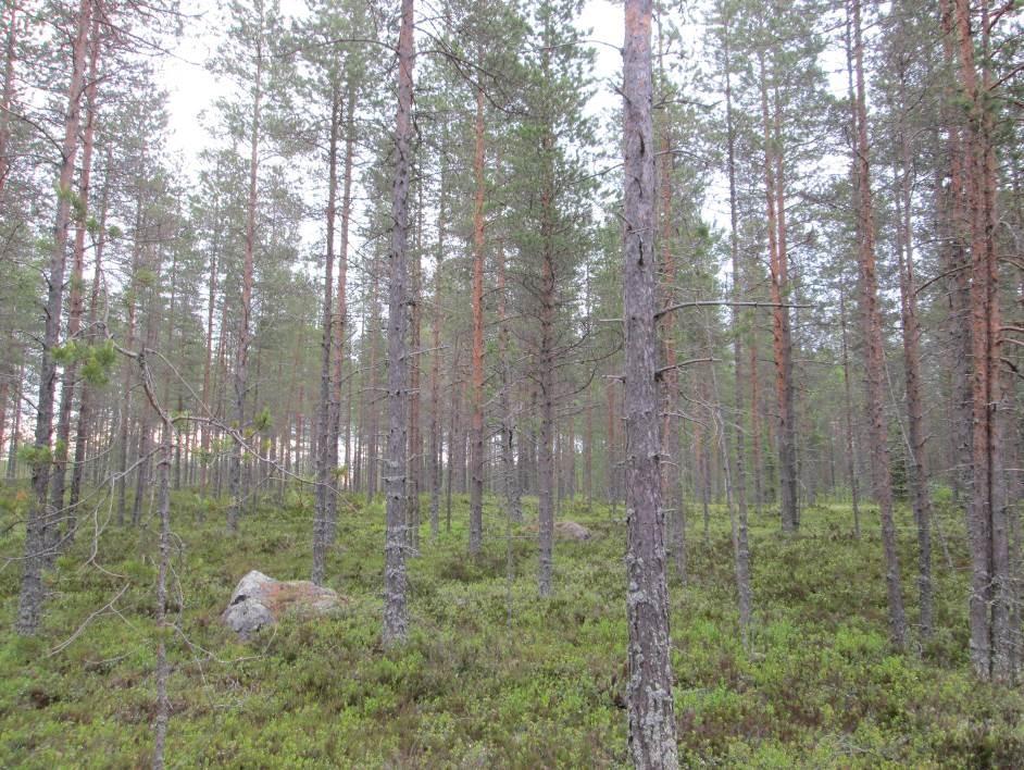 11 5. SÄHKÖASEMAPAIKKOJEN SELVITYKSET Sähköasema 1 Valtatie 8 pohjoispuolelle suunniteltu sähköasema sijoittuu istutustaimikkoon. Paikalle on istutettu männyn taimia.