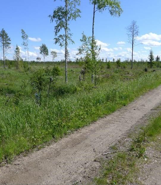 12 6. MUUT TARKISTETUT LUONTOKOHTEET Iso-oja Suunniteltu huoltotie ylittää Iso-ojan tuulivoimalan 17 läheisyydessä.