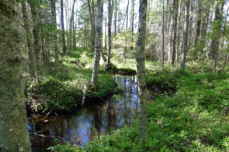 Tuulivoimaloiden välinen huoltotie kulkisi 100 m etäisyydellä metsälakikohteesta. Huoltotien ja metsälakikohteen väliin sijoittuu nuori kasvatusmännikkö sekä talviura. Kuva 6-5.