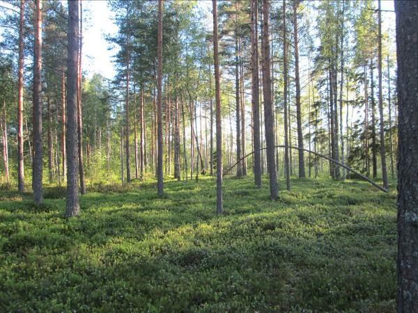 Suunnitellun tuulipuiston alue on suurimmaksi osaksi metsätalouskäytössä olevaa kangasmetsää sekä ojitettua, vesitaloudeltaan muuttunutta puustoista suota.