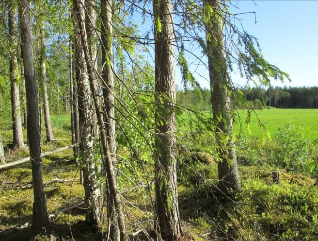 Voimala 4 Voimala sijoittuu heinittyneelle uudisalalle, johon on kasvanut satunnaisia kuusia. Koivun taimet ovat matalia ja voimakkaasti laidunnettuja.