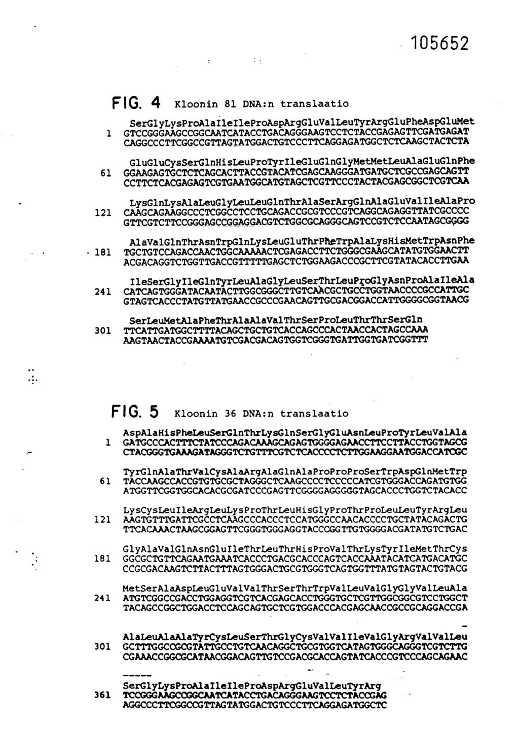 FIG. 4 Kloonin 81 DNA:n translaatio S erg1ylysproalaileileproasparggluvalleutyrarggiupheaspg1umet 1 GTCCGGGAAGCCGGCAATCATACCTGACAGGGAAGTCCTCTACCGAGAGTTCGATGAGAT