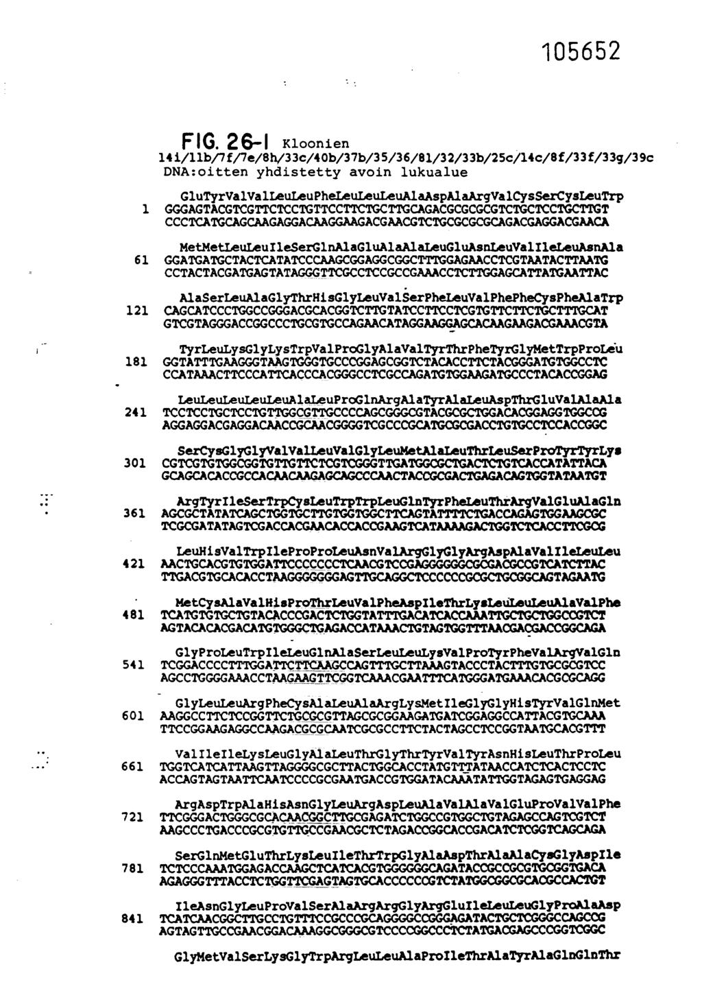 FIG. 26-1 Kloonien 141/11b/7f/7e/8h/33c/40b/37b/35/36/81/32/33b/25c/14c/8f/33f/33g/39c DNA:oitten yhdistetty avoin lukualue G1uTyrVa1ValLeuLeuPheLeuLeuLeuAlaAspA1aArgVa1CysSerCysLeuTrp 1