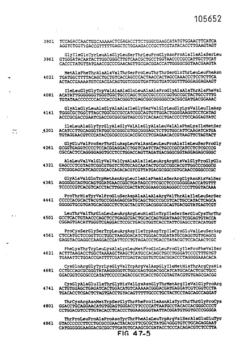 3901 TCCAGACCAACTGGCAAAAACTCGAGACCTTCTGGGCGAAGCATATGTGGAACTTCATCA AGGTCTGGT1GACCGTTTTTGAGCTCTGGAAGACCCGCTTCGTATACACCTTGAAGTAGT GlyIleGln:yrLeuAlaGlyLeuSerThrLeuProGlyAsnProAlaIleA1aSerLeu 3961