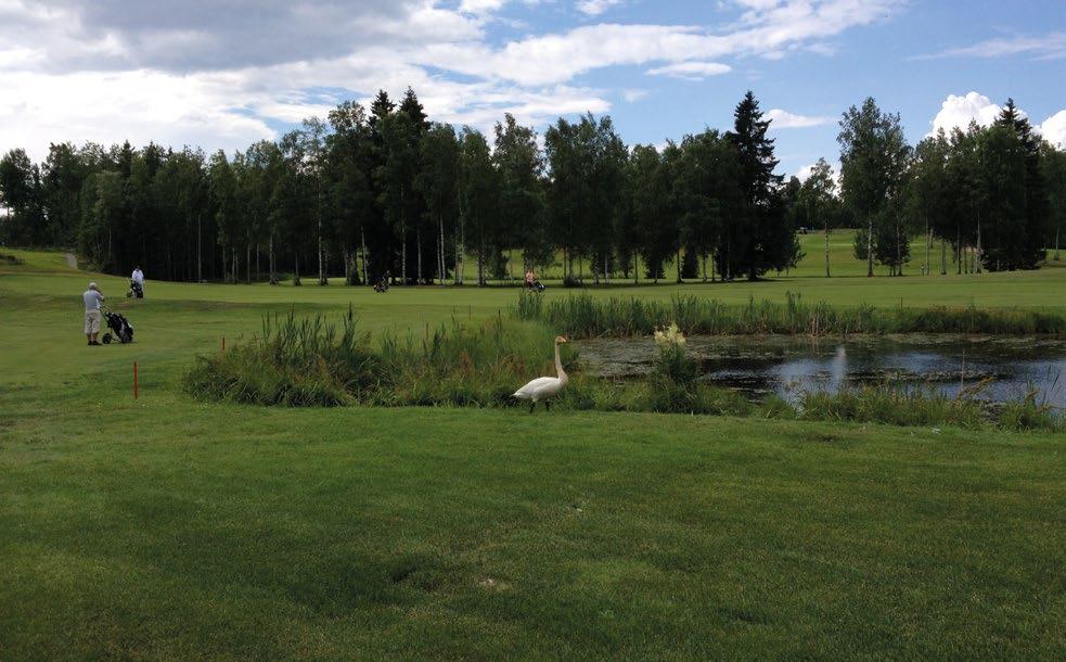 Golfkentän vesiesteet haastavat pelaajan mutta tarjoavat myös luontoelämyksiä. GK Mätäojan kosteikkorannat ovat erityisen monimuotoista luontoa aivan tiiviin kaupunkirakenteen sisällä.