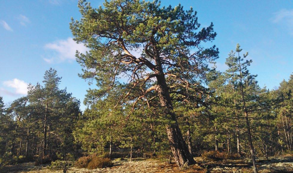 paljaana olevia (kasvittomia) maita, kuten käynnissä olevia louhinta- kaivu- ja läjitystyömaita (kuvassa valkoisena).