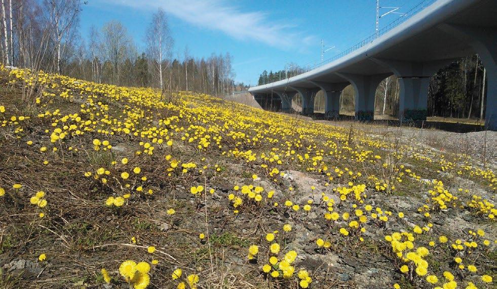 Puistomainen alue tarjoaa silmän iloa ja virkistystä. AM Savisen ruderaattimaan sukkession alkuvaihetta: leskenlehti valtaa alaa ensimmäisten kasvien joukossa.