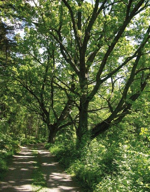 Natura -verkoston toteuttaminen on valtion vastuulla. Valtio on perustanut Sipoonkorven kansallispuiston, josta Vantaalle ulottuu laaja alue.