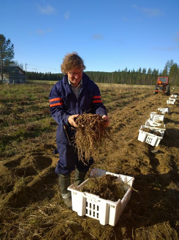 Alkutuotanto Keruuta, viljelyä ja puoliviljelyä Luonnonkasvit Luonnonkasveja sekä kerätään suoraan luonnosta että viljellään Luonnonkasveja kerätään kaupallisesti arviolta yli 10 000 kg, määrä